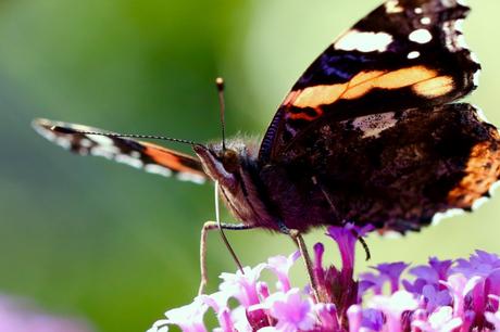 Red Admiral