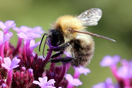 Common Carder