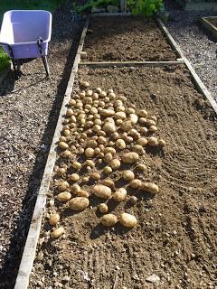 The Last of the Potatoes Harvested