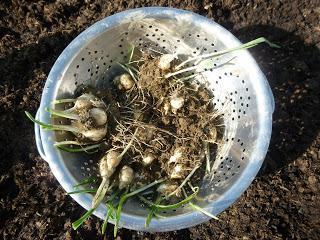 The Last of the Potatoes Harvested