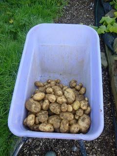 The Last of the Potatoes Harvested