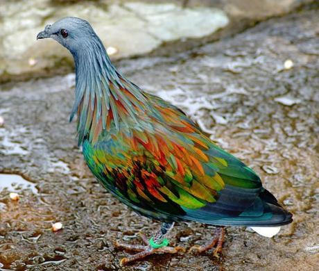 Top 10 Rare and Unusual Pigeons