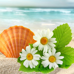 Beach Daisies Fragrance