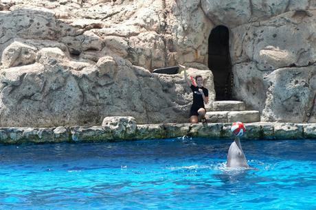Texas State Aquarium 25th anniversary - Visit Corpus Christi - Family travel