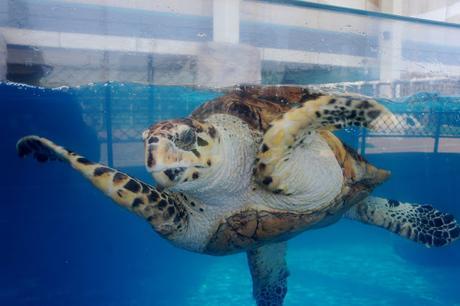 Texas State Aquarium 25th anniversary - Visit Corpus Christi - Sea Turtle