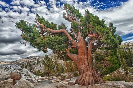 Oldest non-clonal tree in the world