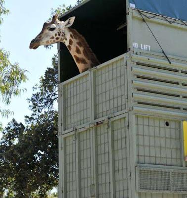 Giraffe in transit across Nullarbor plain !