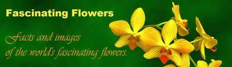 Fascinating Flowers