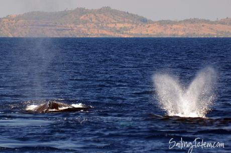 and humpbacks