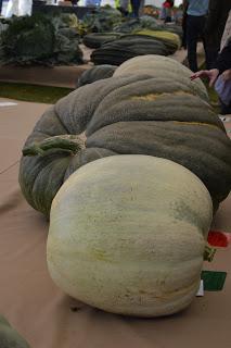 The Malvern Autumn Show - of long carrots and rabbits