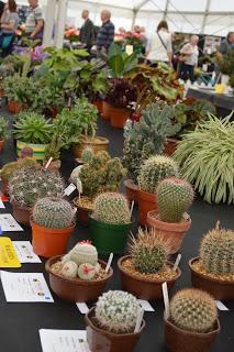 The Malvern Autumn Show - of long carrots and rabbits