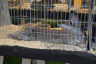 The Malvern Autumn Show - of long carrots and rabbits