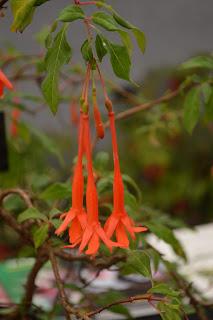 The Malvern Autumn Show - of long carrots and rabbits