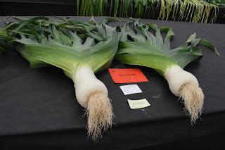 The Malvern Autumn Show - of long carrots and rabbits