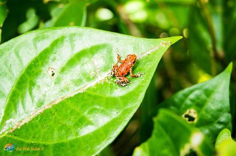 Red Poison Dart Frog.