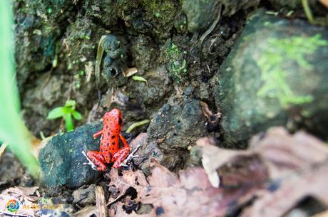 Just set free this little guy, a Poison Dart Frog.