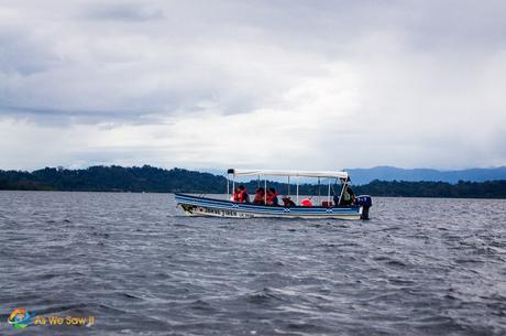 Dolphin watching in Bocas Del Toro