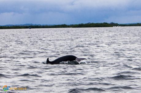 Catching the tail end of a fast swimming dolphin in Bocas Del Toro.