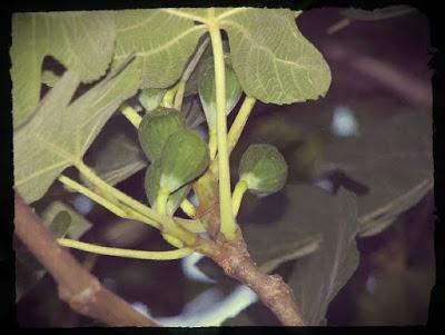 What is the fruit of the Spirit and how does it grow?