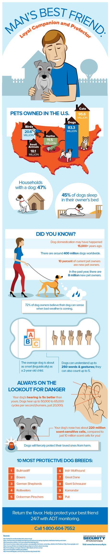 All About Dogs: Facts & Figures Infographic