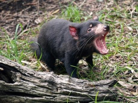 Endangered Tasmanian Devils Return To the Wild in Test of New Cancer Vaccine
