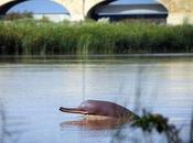After Million Years, River Dolphin Faces Risky Future