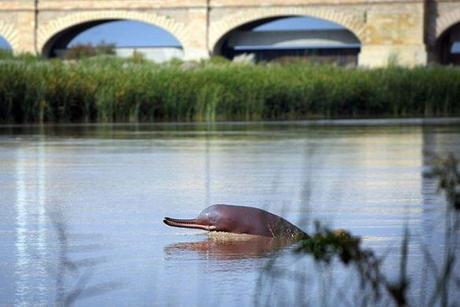 After 29 Million Years, A River Dolphin Faces Risky Future