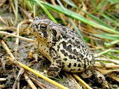 Feds finalize plan to save country’s most endangered toad