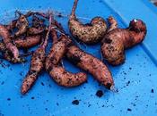 Harvesting Sweet Potatoes