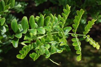 Gleditsia caspica Leaf (15/08/2015, Kew Gardens, London)