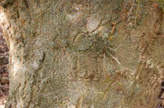 Gleditsia caspica Bark (15/08/2015, Kew Gardens, London)