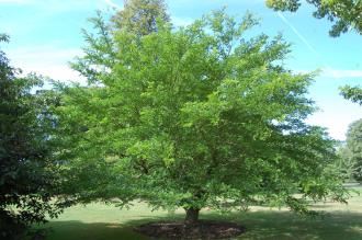 Gleditsia caspica (15/08/2015, Kew Gardens, London)