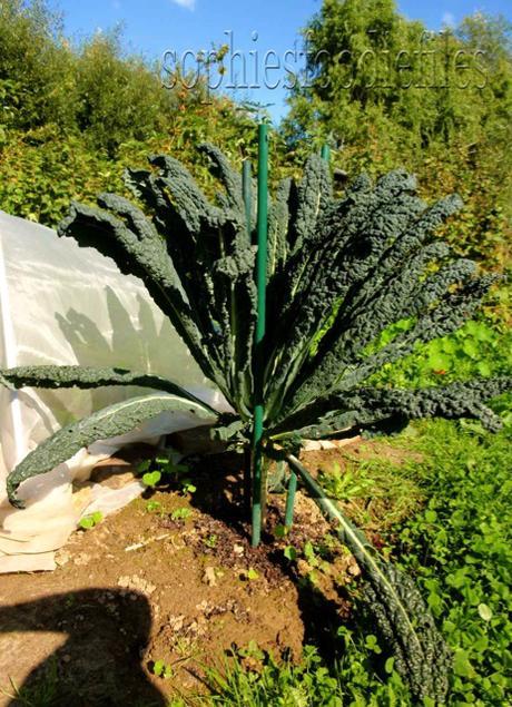 A Black Tuscany kale plant! I have 2! :)