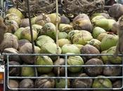 Chained Monkeys Cruel Employment Plucking Coconuts