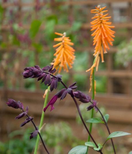 Salvia 'Love and Wishes and Kniphofia 'Light of the World' 2