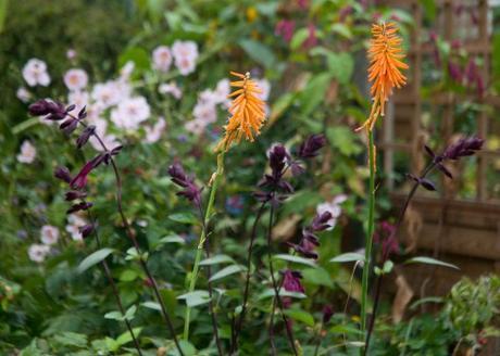 Salvia 'Love and Wishes and Kniphofia 'Light of the World'