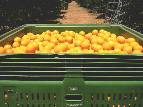 Oh those orange bins...