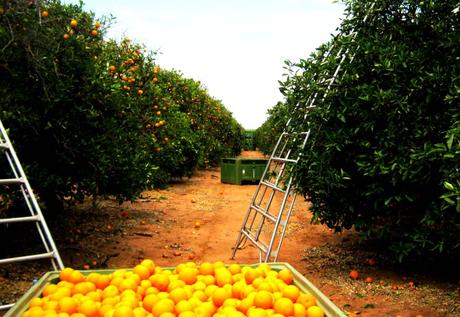orange picking in australia