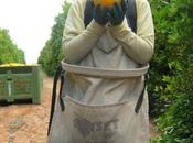 Little Stories: Orange Picking Australia