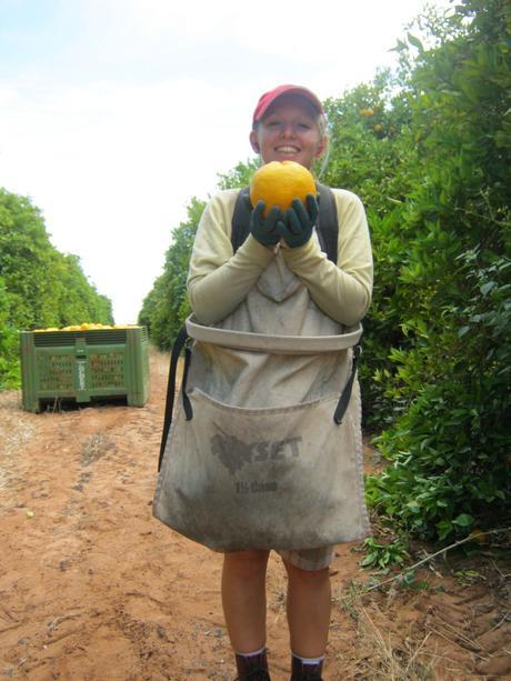 orange picking in australia