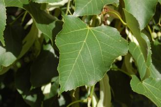 Tilia oliveri Leaf (15/08/2015, Kew Gardens, London)