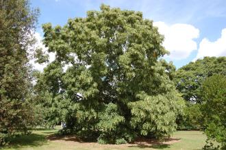 Tilia oliveri (15/08/2015, Kew Gardens, London)