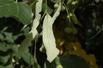 Tilia oliveri Fruit (15/08/2015, Kew Gardens, London)
