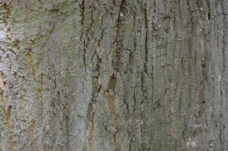 Tilia oliveri Bark (15/08/2015, Kew Gardens, London)