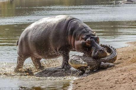migration of Masai Mara ~ Hippo attacks crocodile