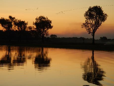 Magpie geese take to the air on a Yellow Water sunset cruise, Kakadu