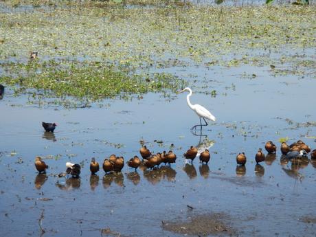 Sixty species of water birds visit Mamukala Wetlands in Kakadu