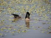 Bottoms Kakadu Bird Week 14-21 October 2015