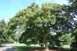 Cladrastis sinensis (15/08/2015, Kew Gardens, London)