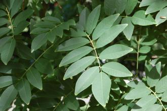 Cladrastis sinensis Leaf (15/08/2015, Kew Gardens, London)